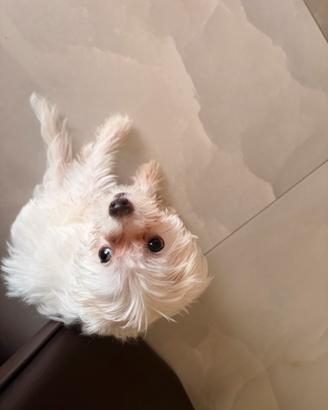  cucciola femmina di razza Bichon Maltese