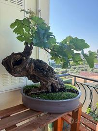 Bonsai di vite