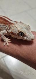 Geco R. Auriculatus