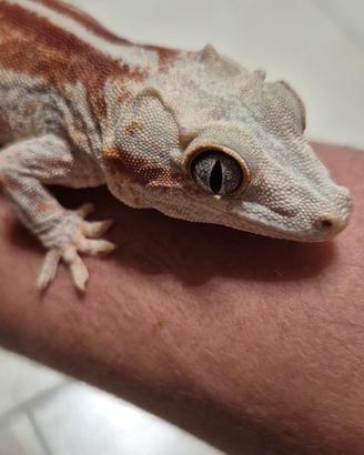 Geco R. Auriculatus