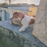 Jack russel terrier