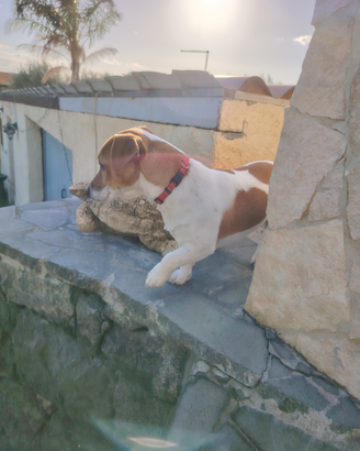Jack russel terrier