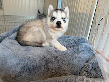 Siberianhusky con pedigree