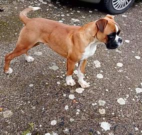Boxer Maschio