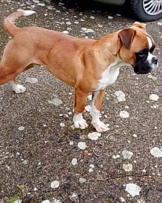 Boxer Maschio