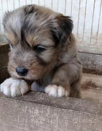 Cuccioli di Pastore Bergamasco 