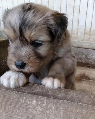 Cuccioli di Pastore Bergamasco 