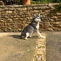 Cuccioli husky