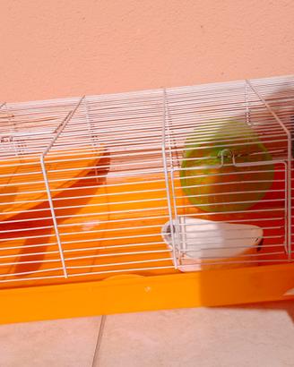gabbie per criceti con accessori 