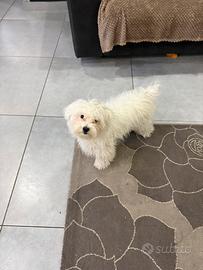 Maltese