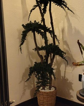 albero ginepro stabilizzato 