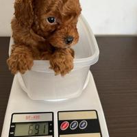 Barboncino mini mini tea cup di tre mesi d