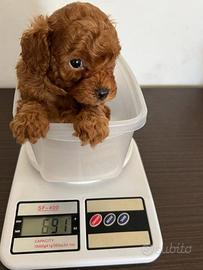 Barboncino mini mini tea cup di tre mesi d