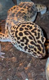 Geco leopardino
