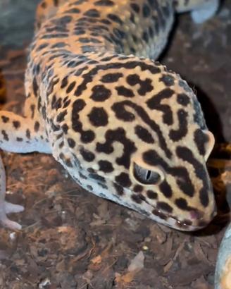 Geco leopardino