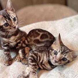 Gatto Bengala