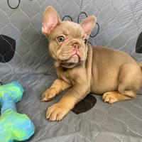 Bulldog francese esotico New Shade tan