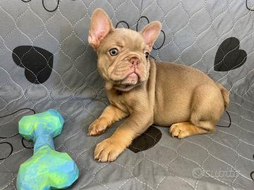 Bulldog francese esotico New Shade tan