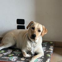 Labrador maschio disponibile per accoppiamento