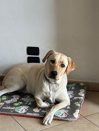 Labrador maschio disponibile per accoppiamento