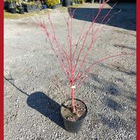 Piante di acero giapponese fg1