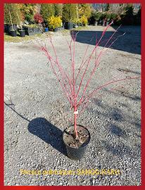 Piante di acero giapponese fg1