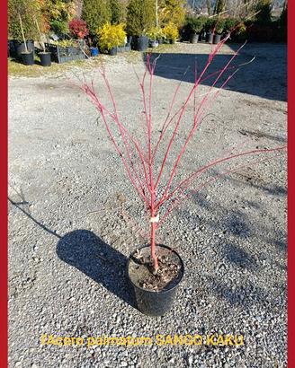 Piante di acero giapponese fg1