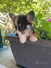 Corgi Pembroke
