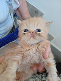 Gatti persiani