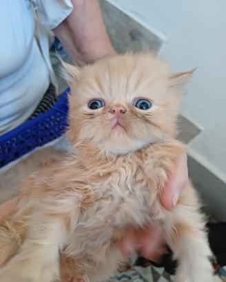 Gatti persiani