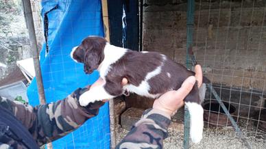 Cuccioli di Springer