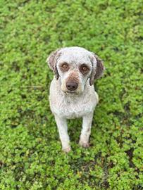 Lagotto romagnolo