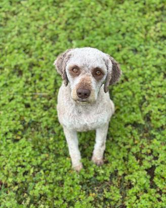 Lagotto romagnolo