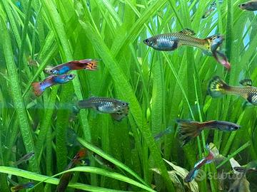 Pesci Guppy