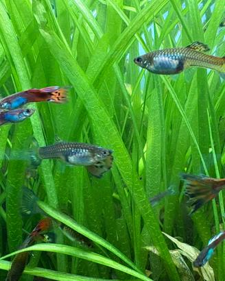 Pesci Guppy
