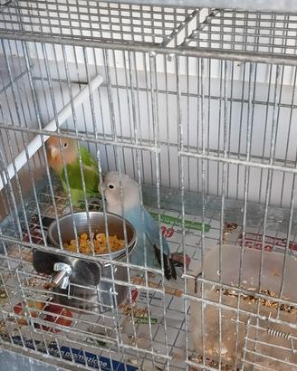  pappagalli inseparabili in omaggio 