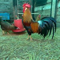 Galline livornesi oro