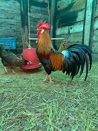 Galline livornesi oro