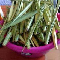 tronchetti di palme