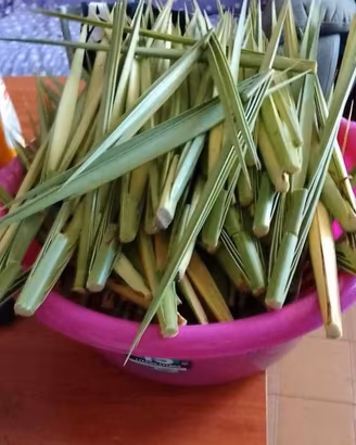 tronchetti di palme