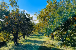 Agrumeto