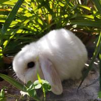 Coniglio nano ariete