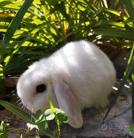 Coniglio nano ariete