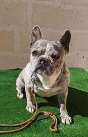 Bouledogue francese