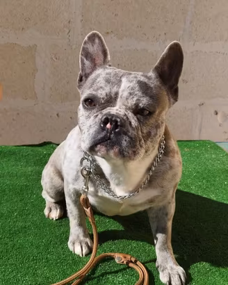 Bouledogue francese