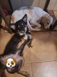 Cucciole Pinscher Chihuahua