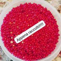 Ribes