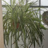 Pianta ragno :clorophytum'