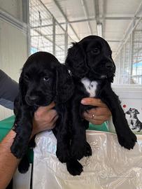 Working Cocker da tartufi