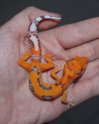 geco leopardino